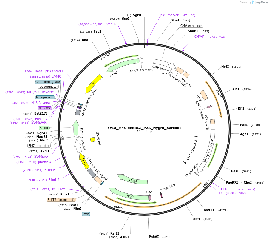 120509-plasmid-map-sequence-id-234932
