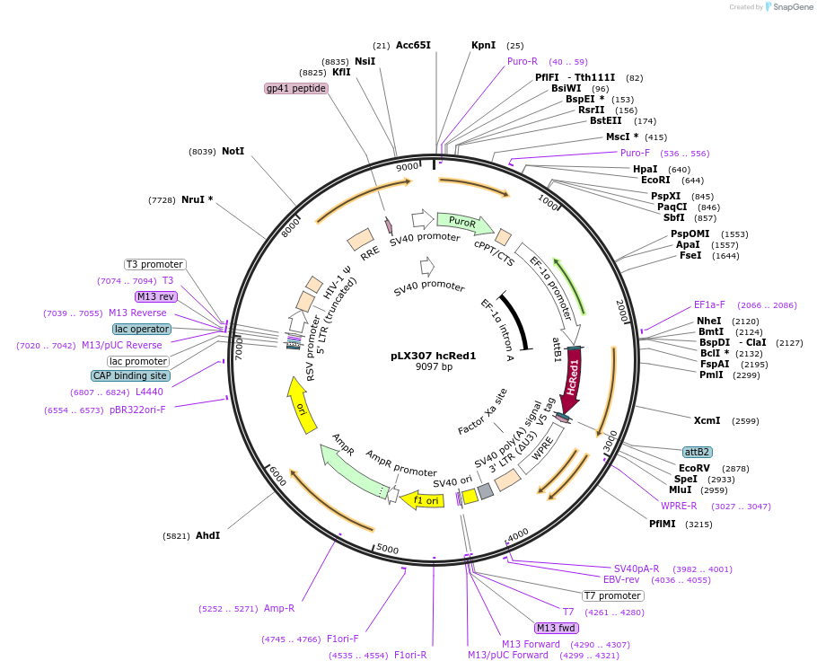 117732-plasmid-map-sequence-id-234948