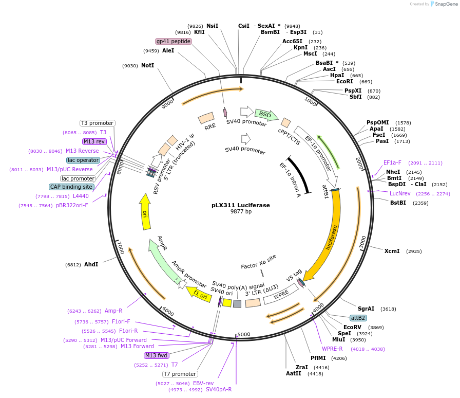117735-plasmid-map-sequence-id-234951