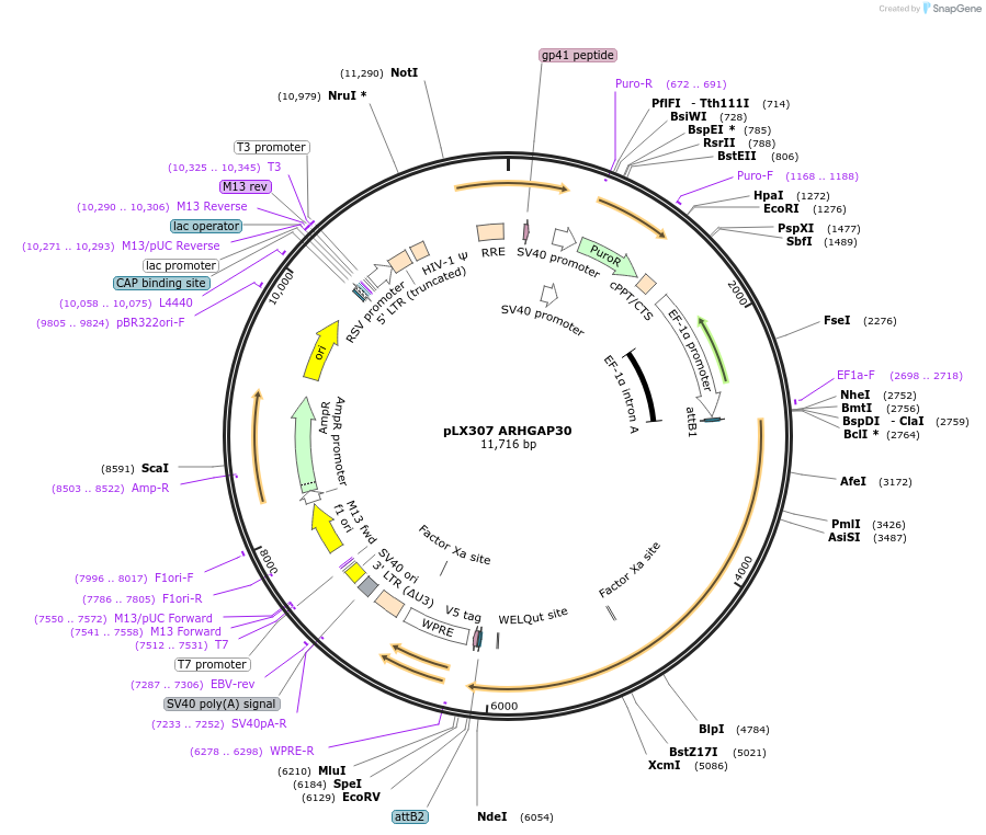 117738-plasmid-map-sequence-id-234952