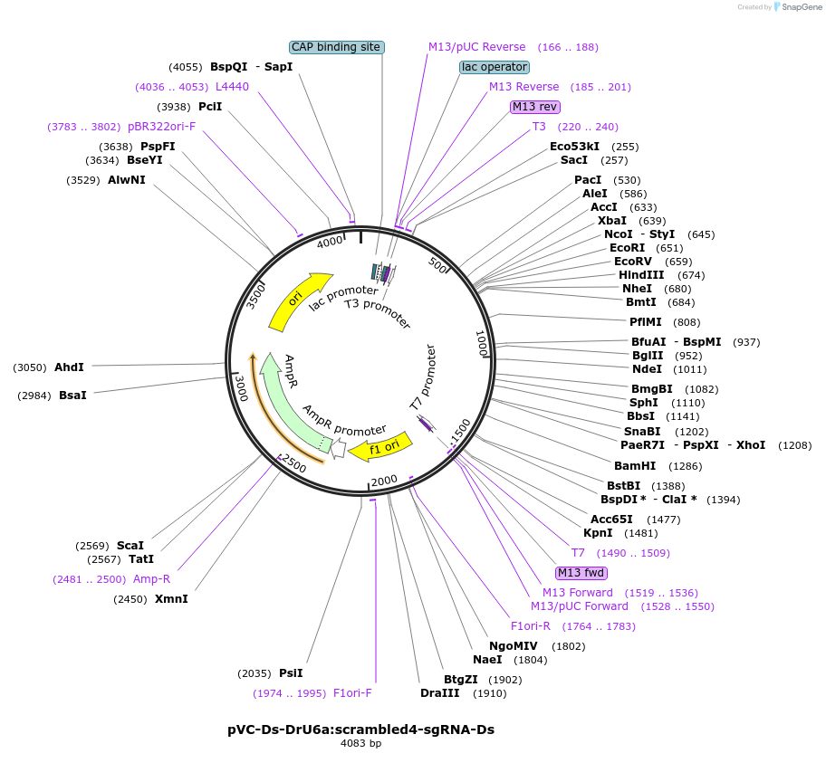 119073-plasmid-map-sequence-id-234961