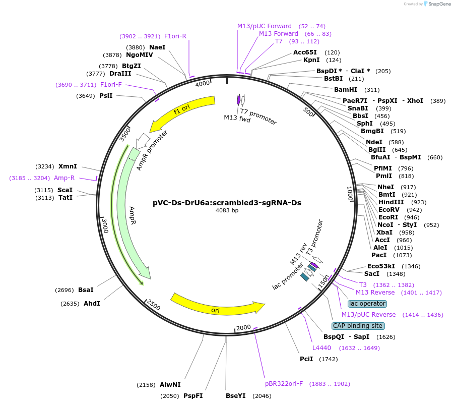 119072-plasmid-map-sequence-id-234963
