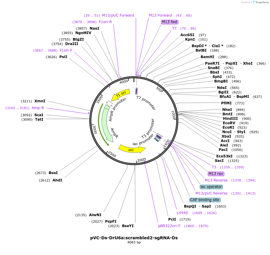 119071-plasmid-map-sequence-id-234966