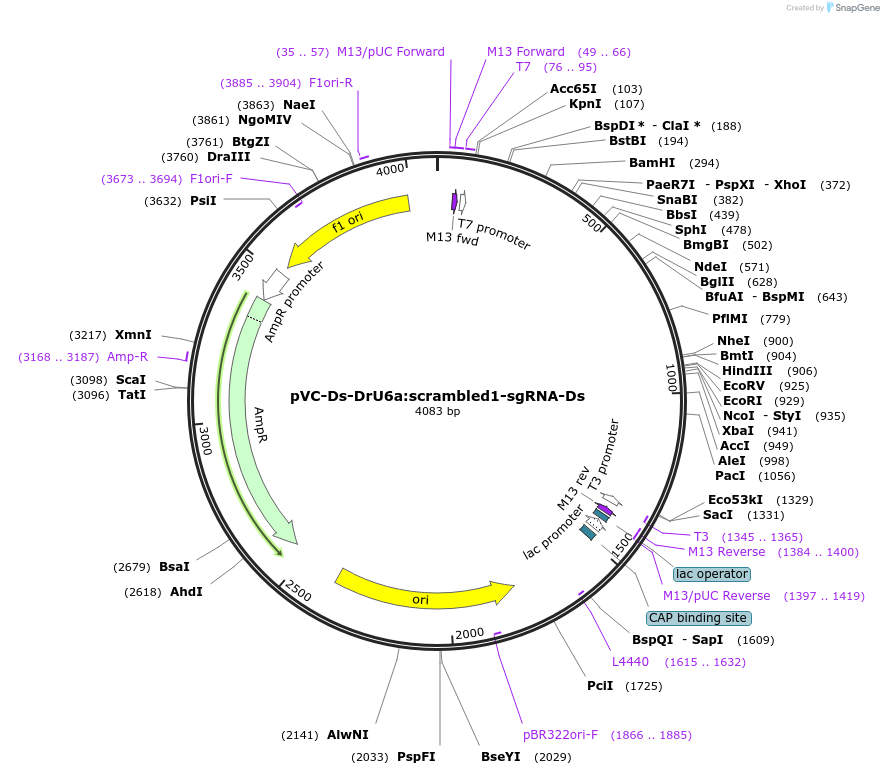 119070-plasmid-map-sequence-id-234967