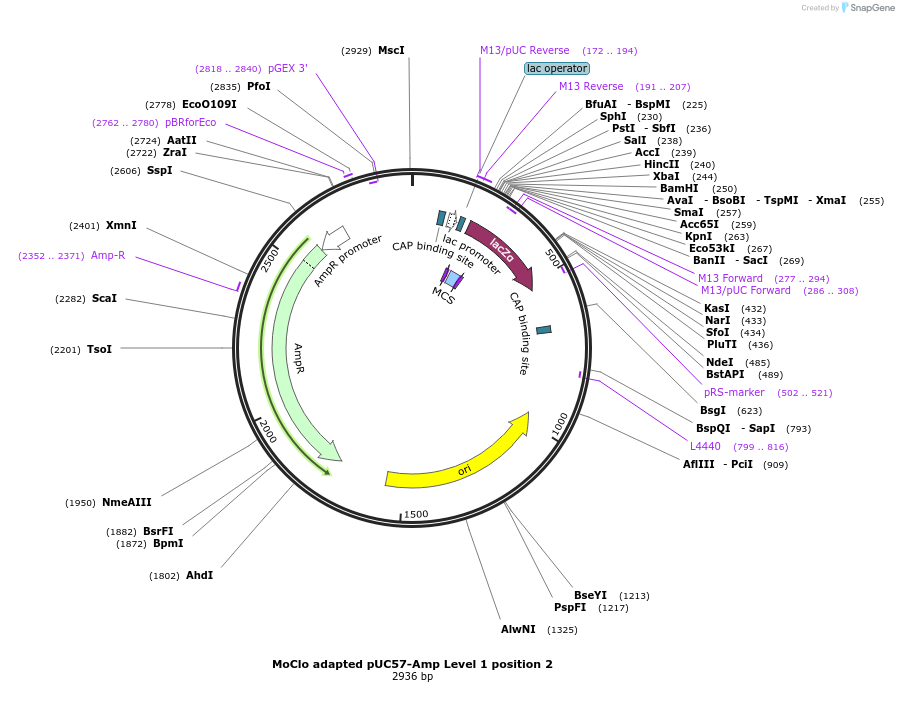 109221-plasmid-map-sequence-id-234968