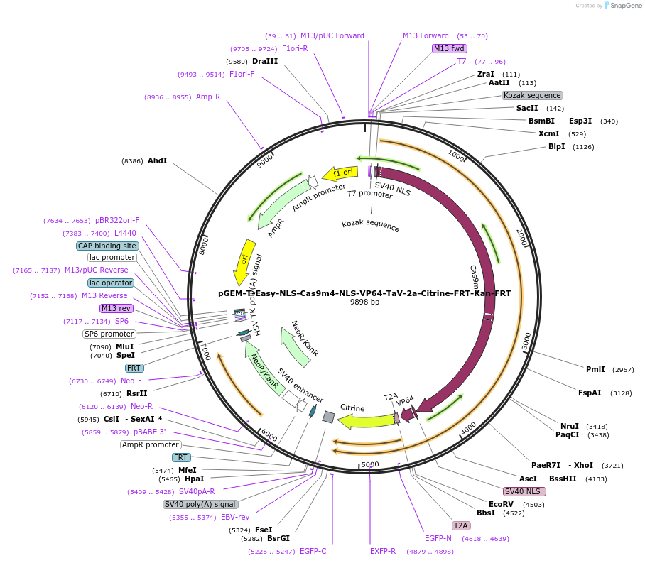 119067-plasmid-map-sequence-id-234973