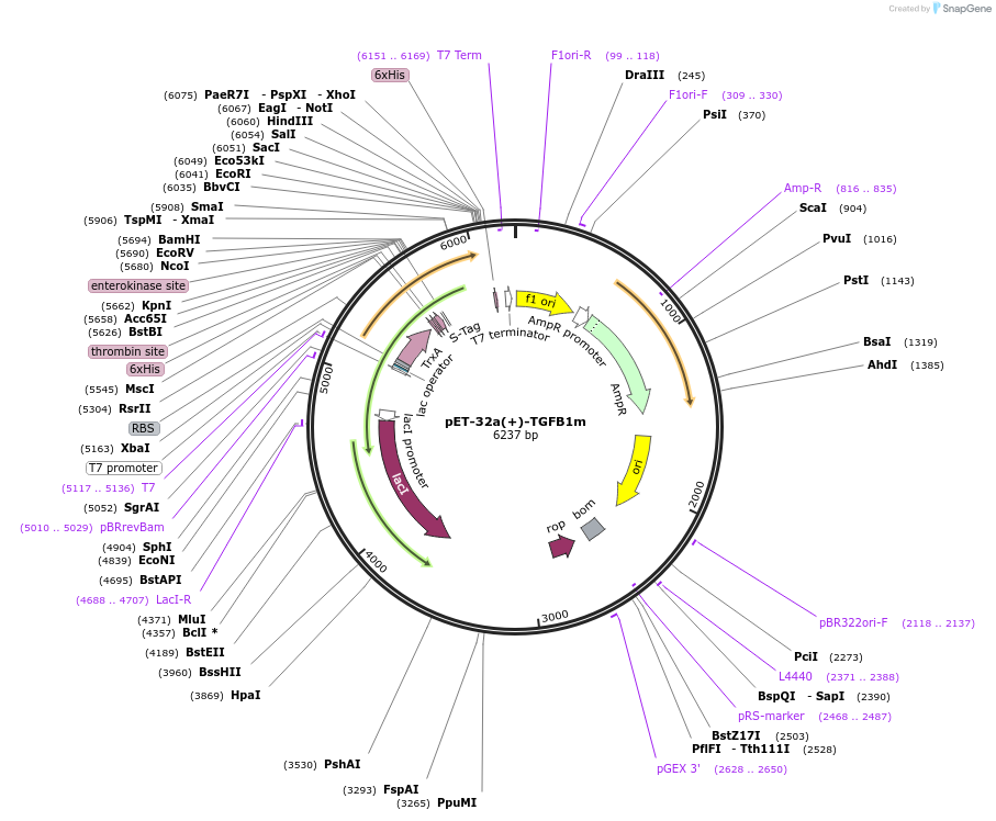 120286-plasmid-map-sequence-id-234978