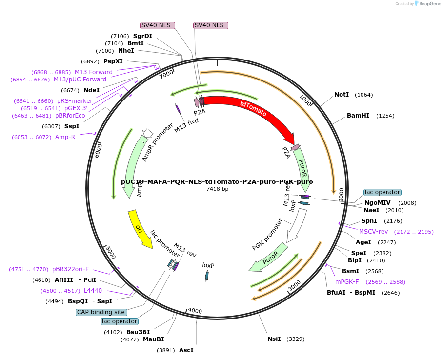 121174-plasmid-map-sequence-id-234993