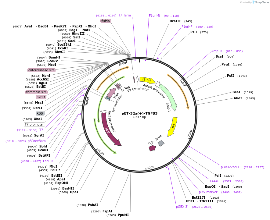 120288-plasmid-map-sequence-id-234994
