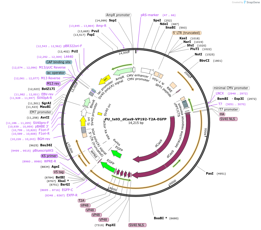 121173-plasmid-map-sequence-id-234995