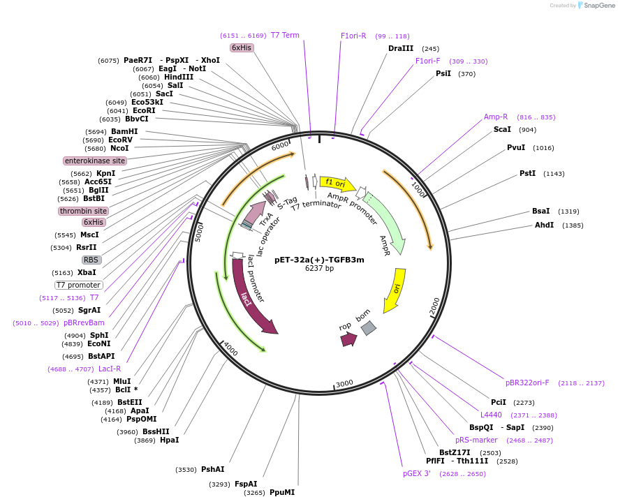120289-plasmid-map-sequence-id-234996
