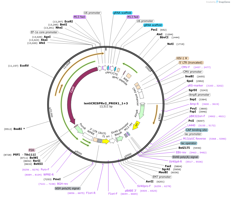 121176-plasmid-map-sequence-id-235001