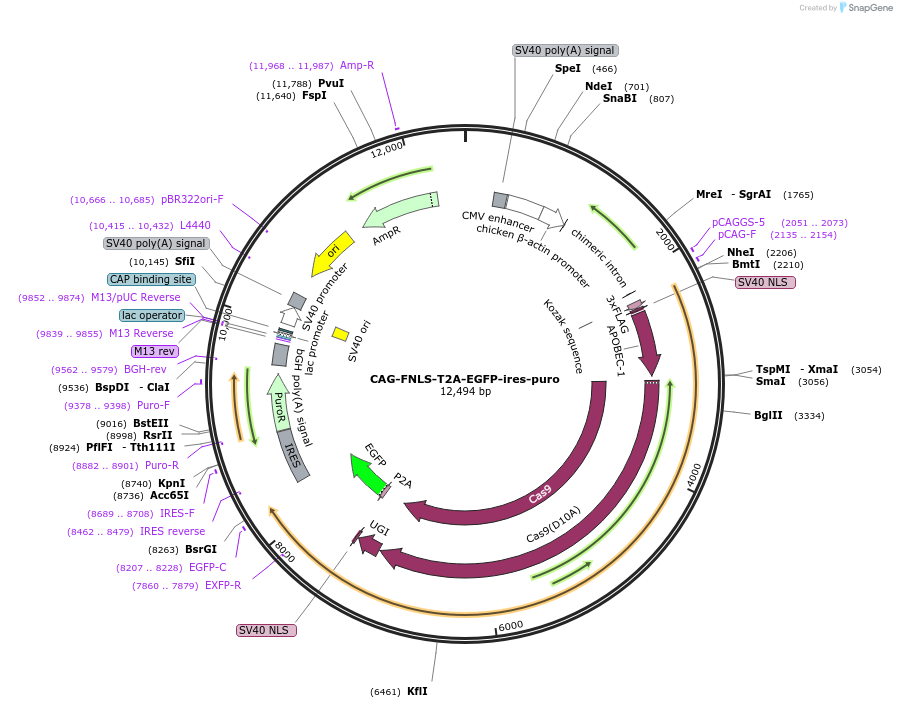 121169-plasmid-map-sequence-id-235002
