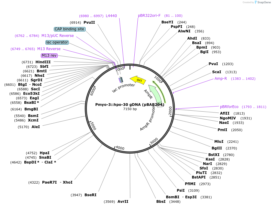 117385-plasmid-map-sequence-id-235021
