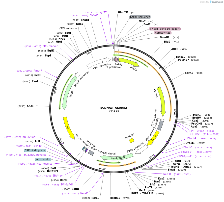 119912-plasmid-map-sequence-id-235127