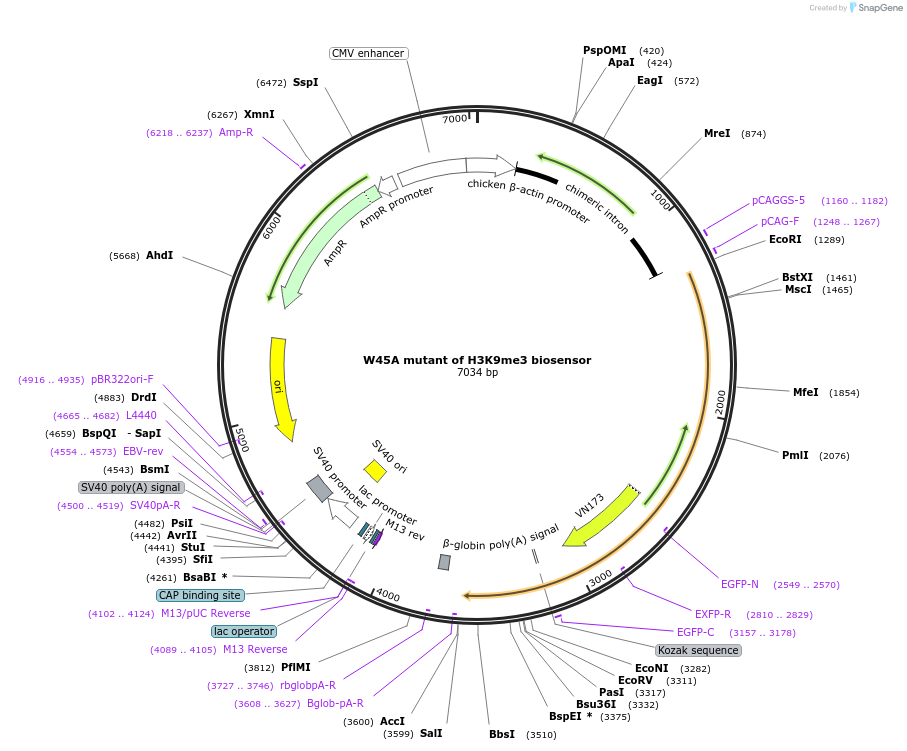 120808-plasmid-map-sequence-id-235136
