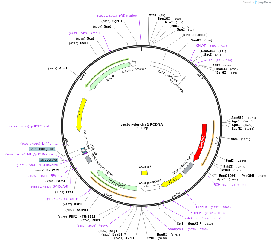 121134-plasmid-map-sequence-id-235139