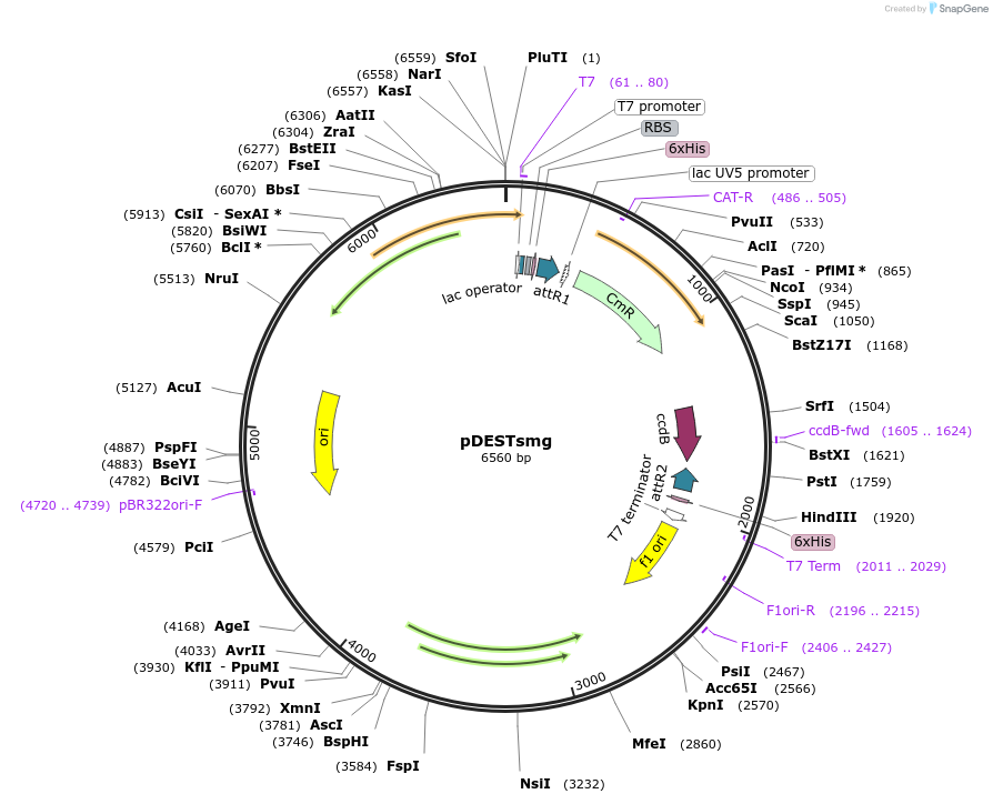 18878-plasmid-map-sequence-id-235140