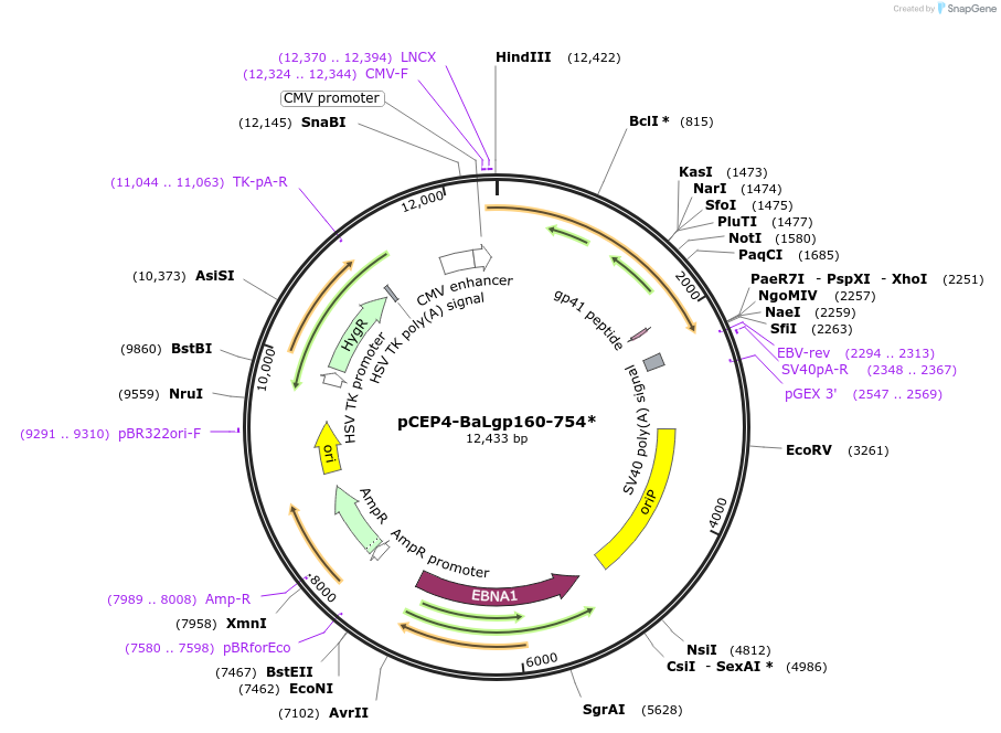 123212-plasmid-map-sequence-id-235146