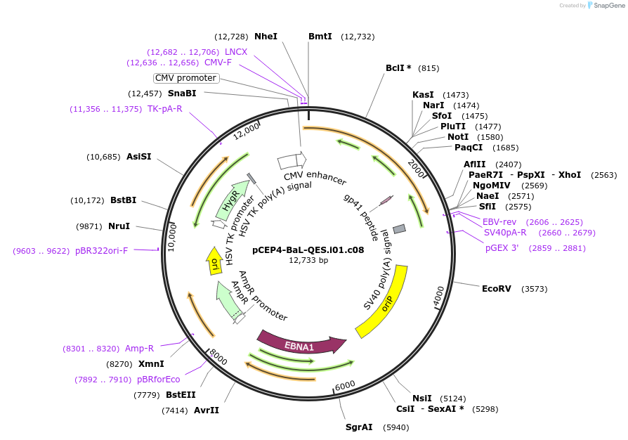 123214-plasmid-map-sequence-id-235155