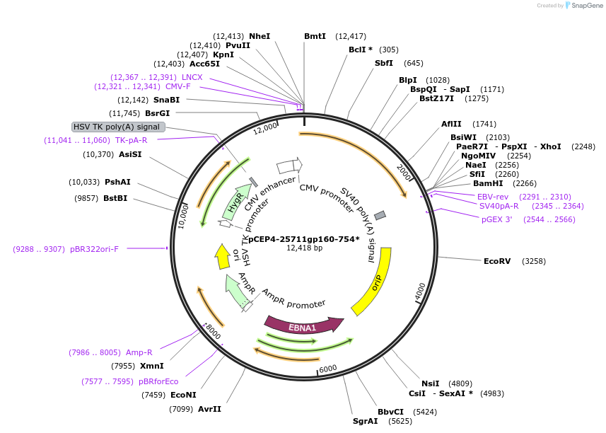 123217-plasmid-map-sequence-id-235157