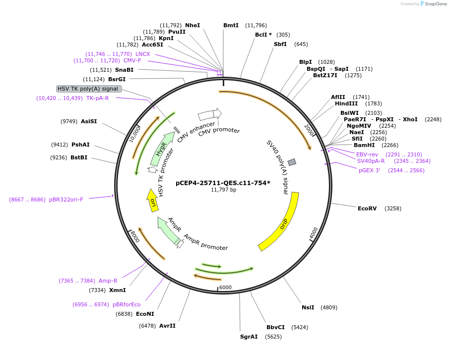 123218-plasmid-map-sequence-id-235160