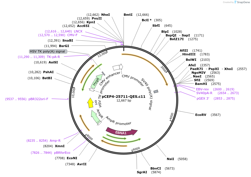 123219-plasmid-map-sequence-id-235162