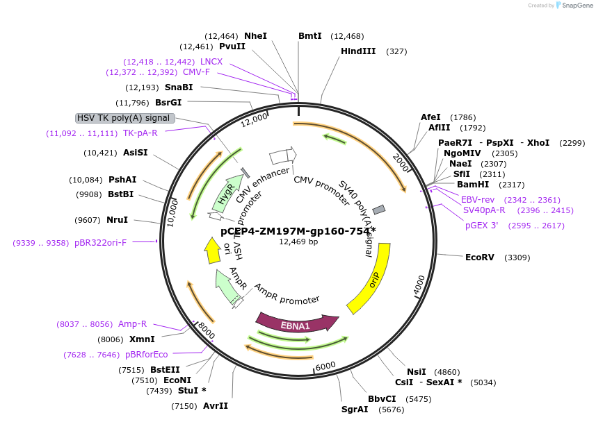123220-plasmid-map-sequence-id-235164