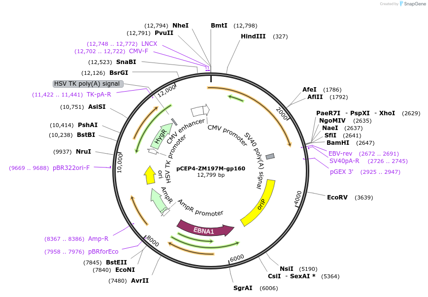 123226-plasmid-map-sequence-id-235169
