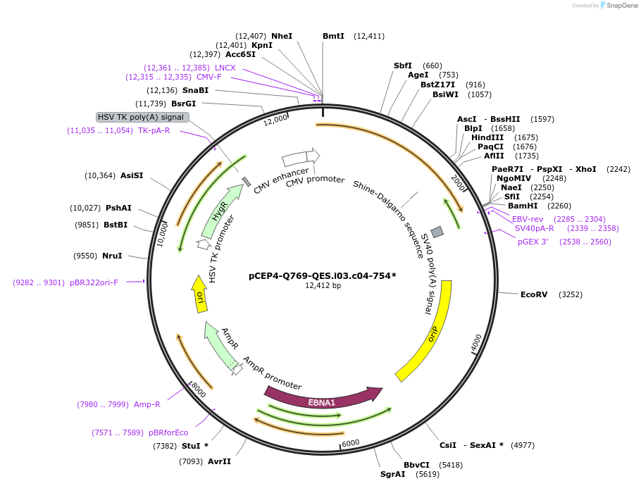 123228-plasmid-map-sequence-id-235173
