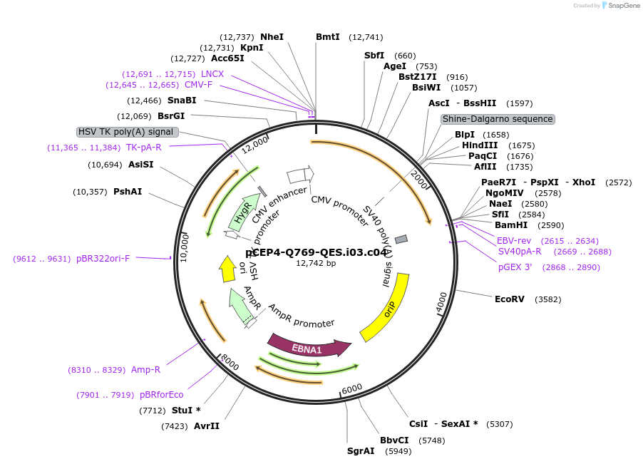 123229-plasmid-map-sequence-id-235175