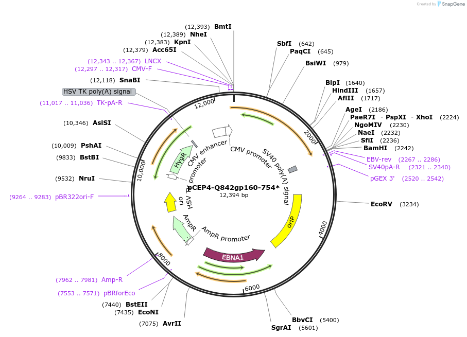 123231-plasmid-map-sequence-id-235177