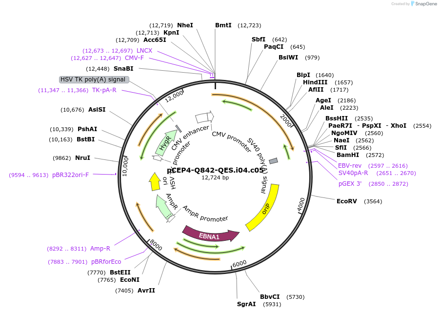 123233-plasmid-map-sequence-id-235181