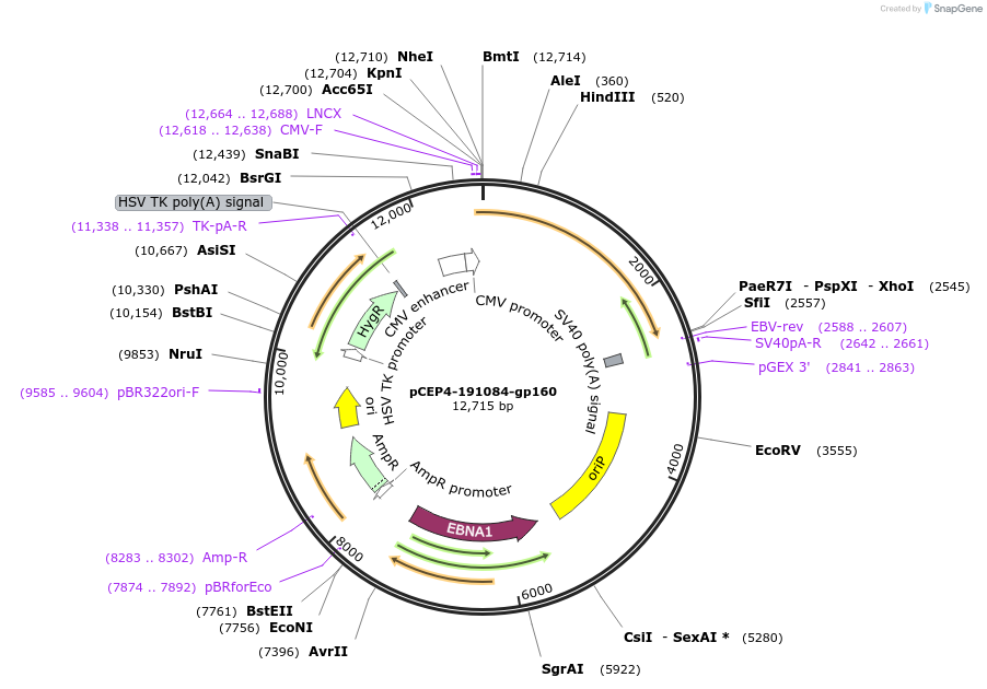 123234-plasmid-map-sequence-id-235182