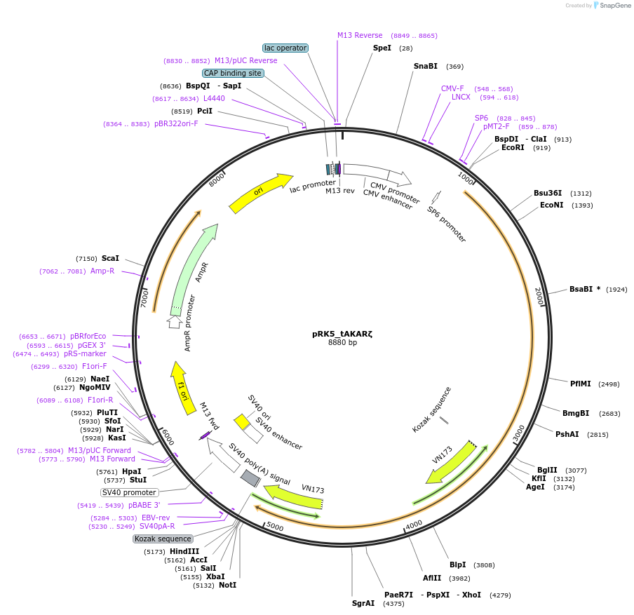 119918-plasmid-map-sequence-id-235184