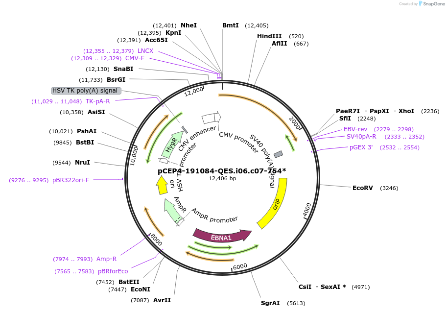123238-plasmid-map-sequence-id-235189