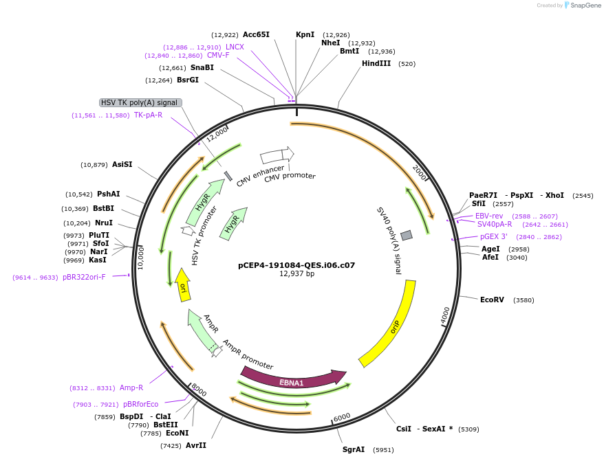 123239-plasmid-map-sequence-id-235191