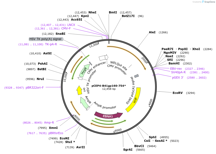 123240-plasmid-map-sequence-id-235192