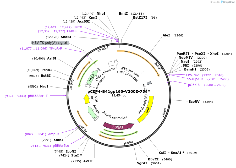 123244-plasmid-map-sequence-id-235194