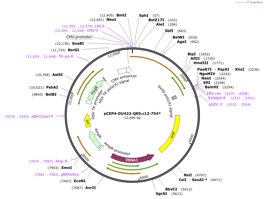 123249-plasmid-map-sequence-id-235203