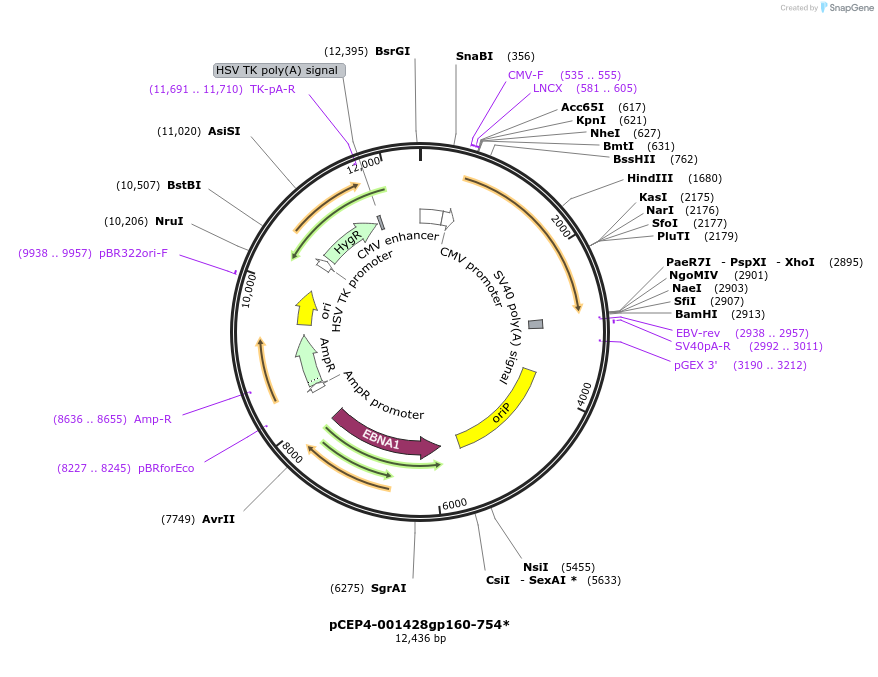 123252-plasmid-map-sequence-id-235208