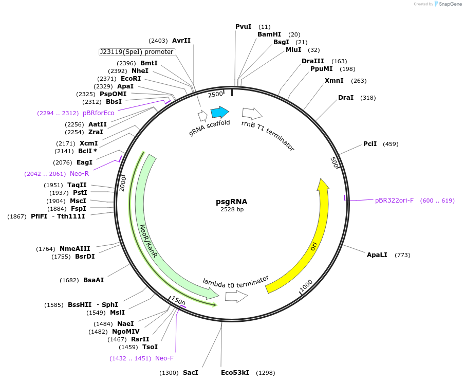 114005-plasmid-map-sequence-id-235209