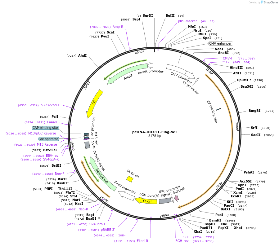 120727-plasmid-map-sequence-id-235210