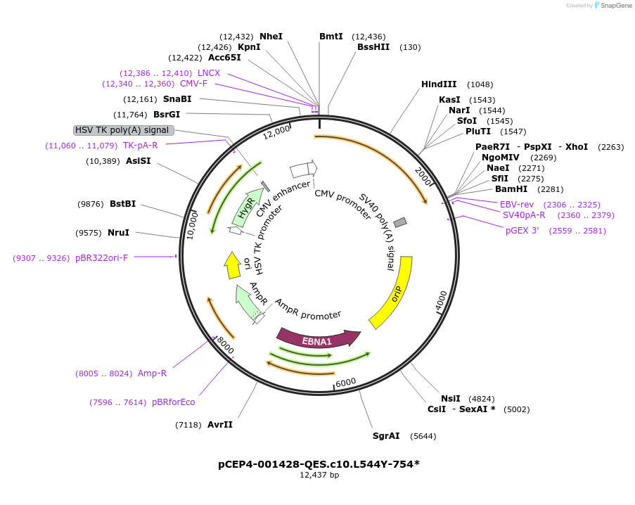 123253-plasmid-map-sequence-id-235211