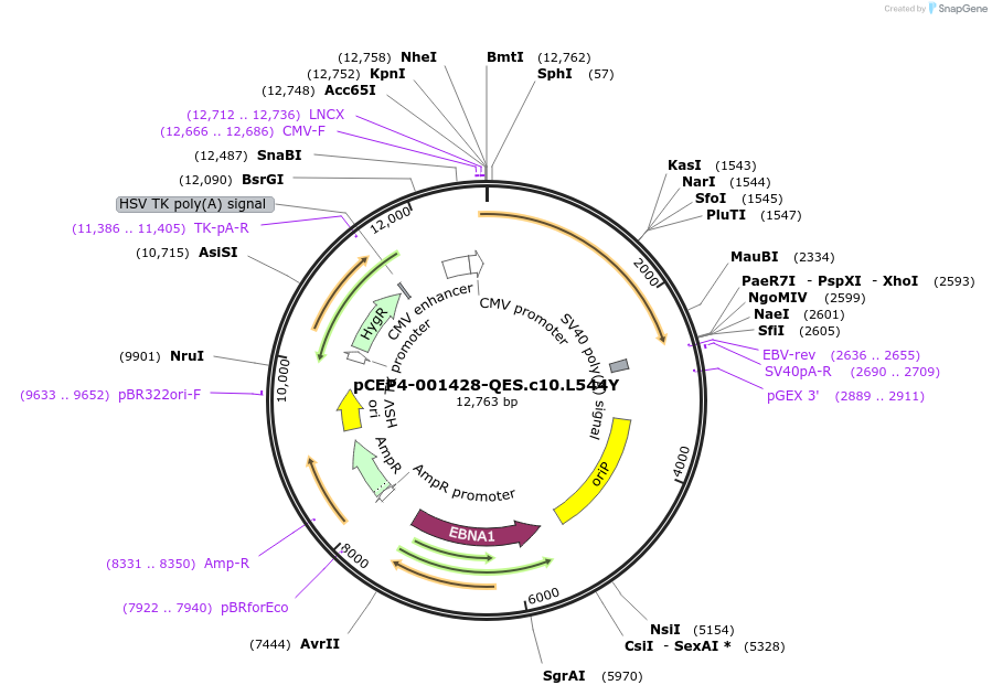 123254-plasmid-map-sequence-id-235212