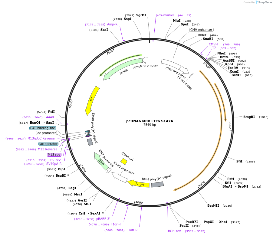 112192-plasmid-map-sequence-id-235215