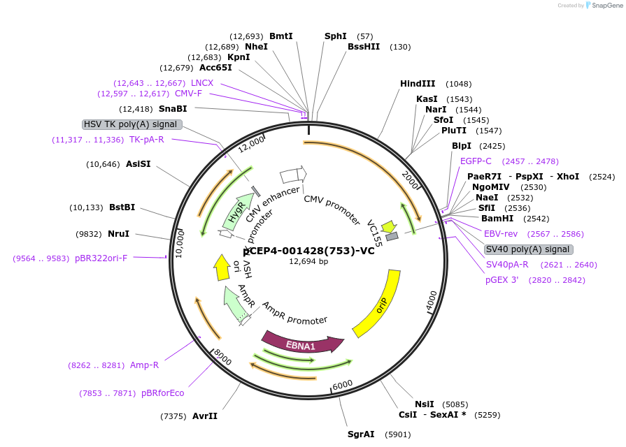 123256-plasmid-map-sequence-id-235217
