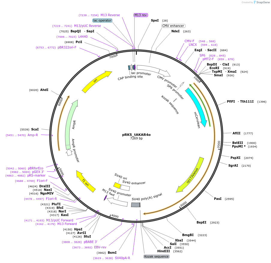 119919-plasmid-map-sequence-id-235218