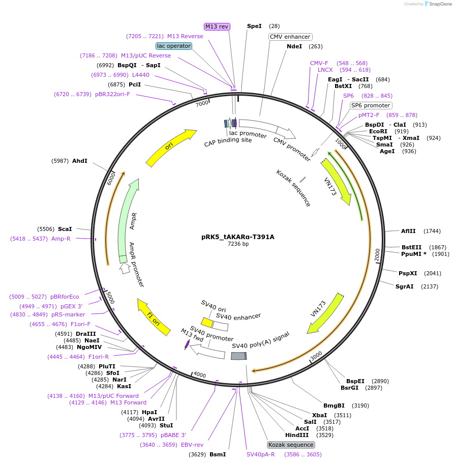 119920-plasmid-map-sequence-id-235220