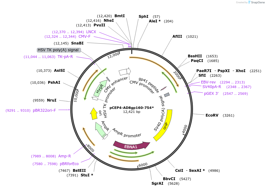 123257-plasmid-map-sequence-id-235222